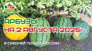 Арбузы на 2 августа 2025 года в средней полосе России (Республика Мордовия)
