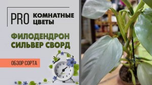 Филодендрон Сильвер Сворд. Лиана с серебряными листьями. Обзор сорта.