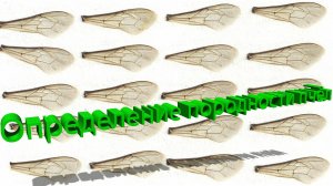 Как определить породу пчёл? Практическое руководство от Генриха Дмитриевича Елфимова