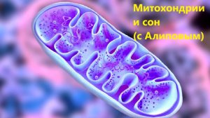 Митохондрии и сон (с Алиповым)