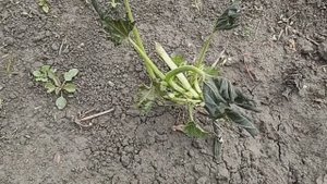 Заморозки в июне в Омске