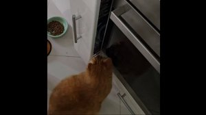 Кот открывает шкаф. Кот достает салфетки