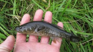 Начинающий рыбак | Тянет ротанов одного за другим