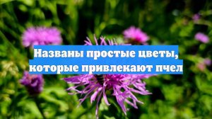 Названы простые цветы, которые привлекают пчел
