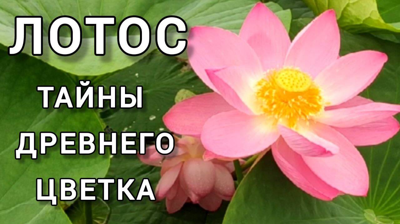 ЛОТОС. Тайны древнего цветка - Грязь и Жемчужина.  #Лотос #Падма