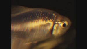 Творческий эксперимент для интернет прооекта по мотивам книги "Переживать или пережевать"