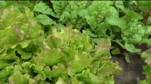 Сорт салата полукочанный ОРЕХОВЫЙ