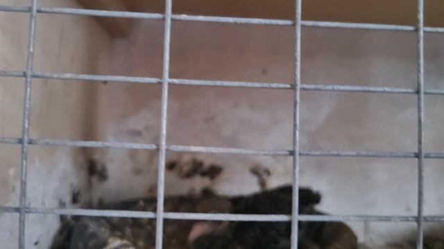 Ильин день .С праздником . petal_20250802_132612.mp4 смотреть онлайн