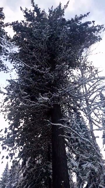 Сибирская тайга - кедр в диаметре больше метра, хрен обхватишь смотреть онлайн