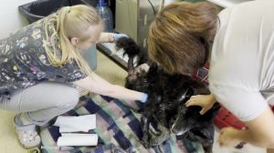 Слабонервным не смотреть: старого пса с опарышами выбросили в болото