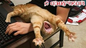 Почему коты такие смешные утром? Приколы с котами! С ОЗВУЧКОЙ! САМЫЕ СМЕШНЫЕ ЖИВОТНЫЕ!