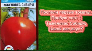 02-08-2025Поспели  первые томаты.Пробую сорт : Тяжеловес Сибири.Какой вес ,вкус?