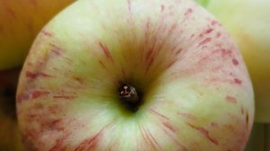 Обзор молодильных яблок в моем саду.💖👍 #обзор #яблоки