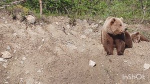 Медведица с малышом по дороге в Териберку