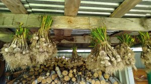 Время выкапывать чеснок. Урожай чеснока, заготовка на зиму.