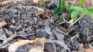 Продолжение эксперимента с картофелем.Часть вторая..