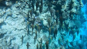 ROBINSON Club Maldives Гигантская стая гигантских рыб попугаев