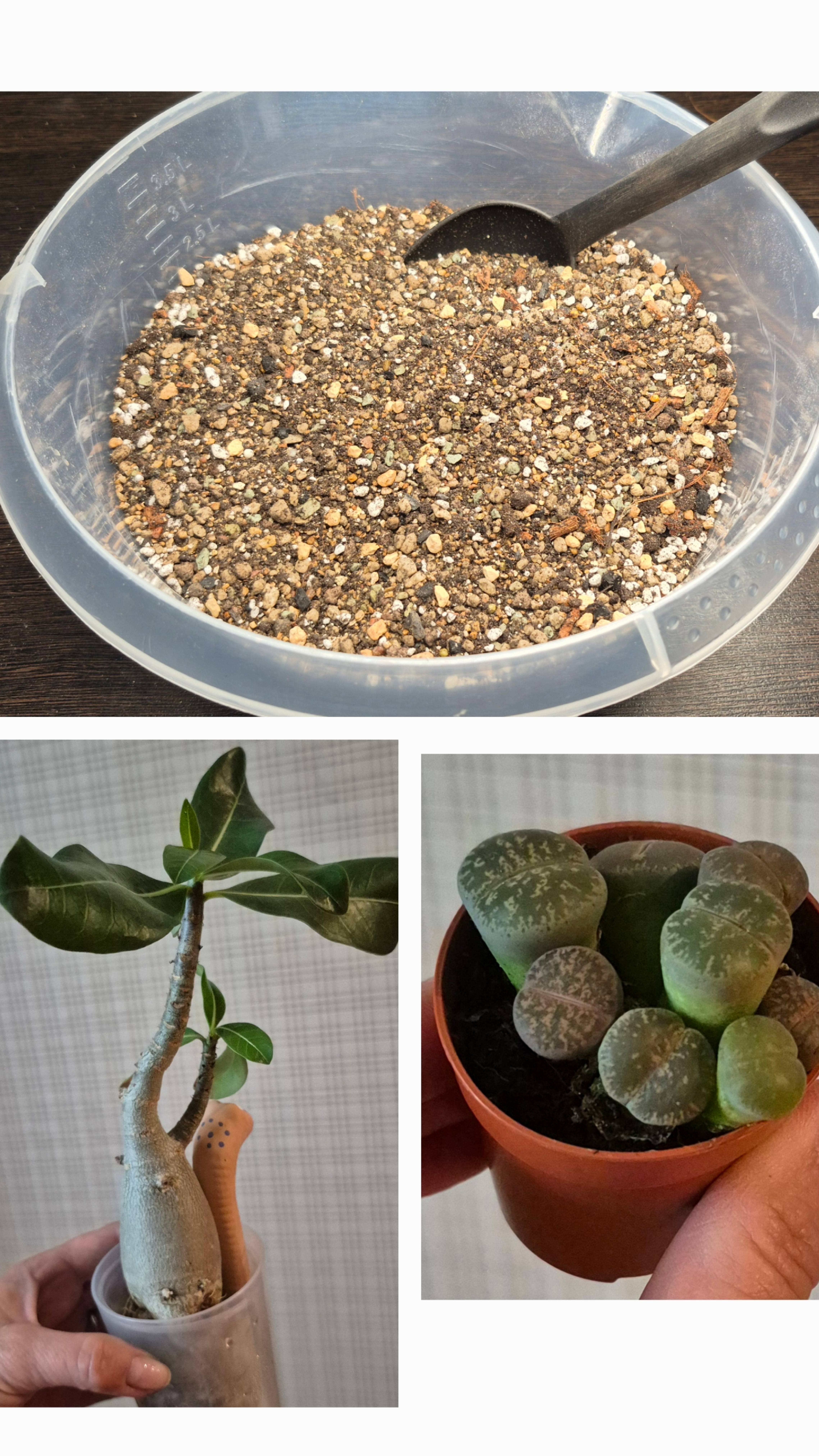 Грунт для суккулентов и кактусов в моем исполнении смотреть онлайн