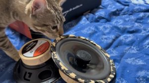 Обзор DL Audio Python 165 Coax