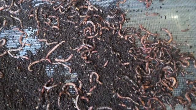 Просеиваем червя смотреть онлайн