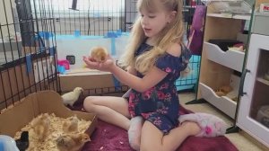 Цыплятам исполнилось 8 дней.)