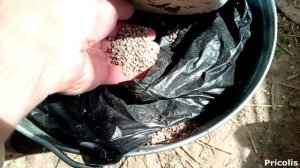 Индоуткам тоже необходимо много воды