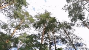 Ой, то не вечер