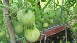 Хороший  урожай  помидор  🍅 🍅 🍅  в этот год .