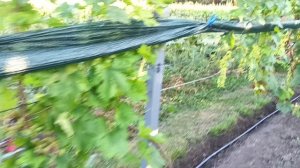 2 АВГУСТА НА ВИНОГРАДНИКЕ