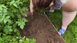 Пробуем копать картошку.
Первая копка.