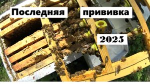 Последняя прививка личинок в этом году.