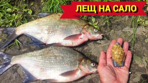 КРУПНАЯ РЫБА КЛЮЁТ, КОГДА НЕ ЖДЁШЬ. ЛЕЩИ на САЛО и ДАЖЕ ЩУКА. Рыбалка на донки на ОКЕ.