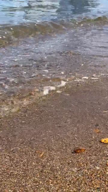 Крошечные акулы во Владивостоке смотреть онлайн