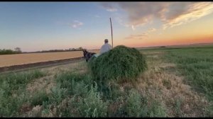 Отвозим люцерну на Зайчике
