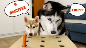 Кто победит в челлендже по ловле сосисок Щенок или взрослые хаски
