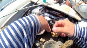 ловим сома !