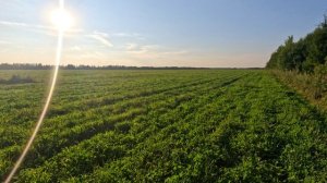 Огромное поле