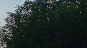 БЕЛКА ПРИШЛА В ГОСТИ