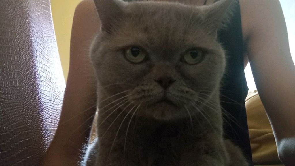 показываю Дымку смотреть онлайн