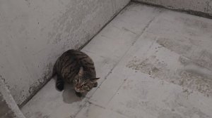 Наша ремонтная жизнь)))