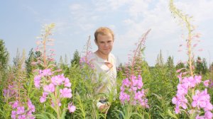 Празднество Иван-Чая. Фестиваль Иван-Чай. Фильм