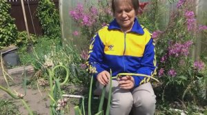 Многоярусный лук