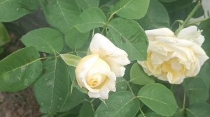 Чеснок / Дорожки / Розы.