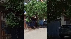 06 июля 2025 мухиани