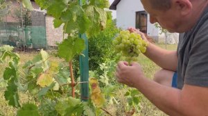 Долгожданный дождь. Дом соседей, арбузы и сладкий виноград