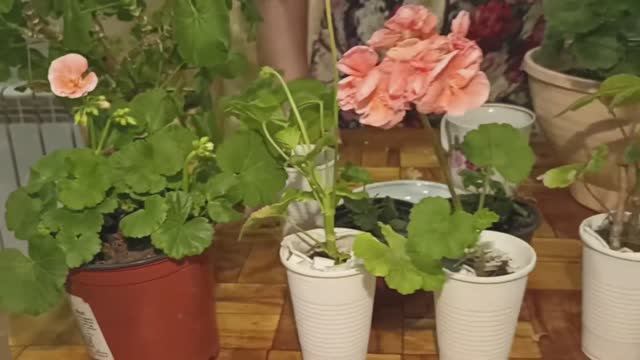 Размножение пеларгонии без проблем смотреть онлайн