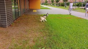 Чихуахуа Марго бегает с мини-хаски Ютой и пудель.