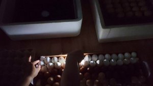 Вес мясо-яичных петухов. Перекладываю яйцо для вывода. Сколько неоплода в яйцах с птицефабрик