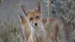 Лисята, море и закат.