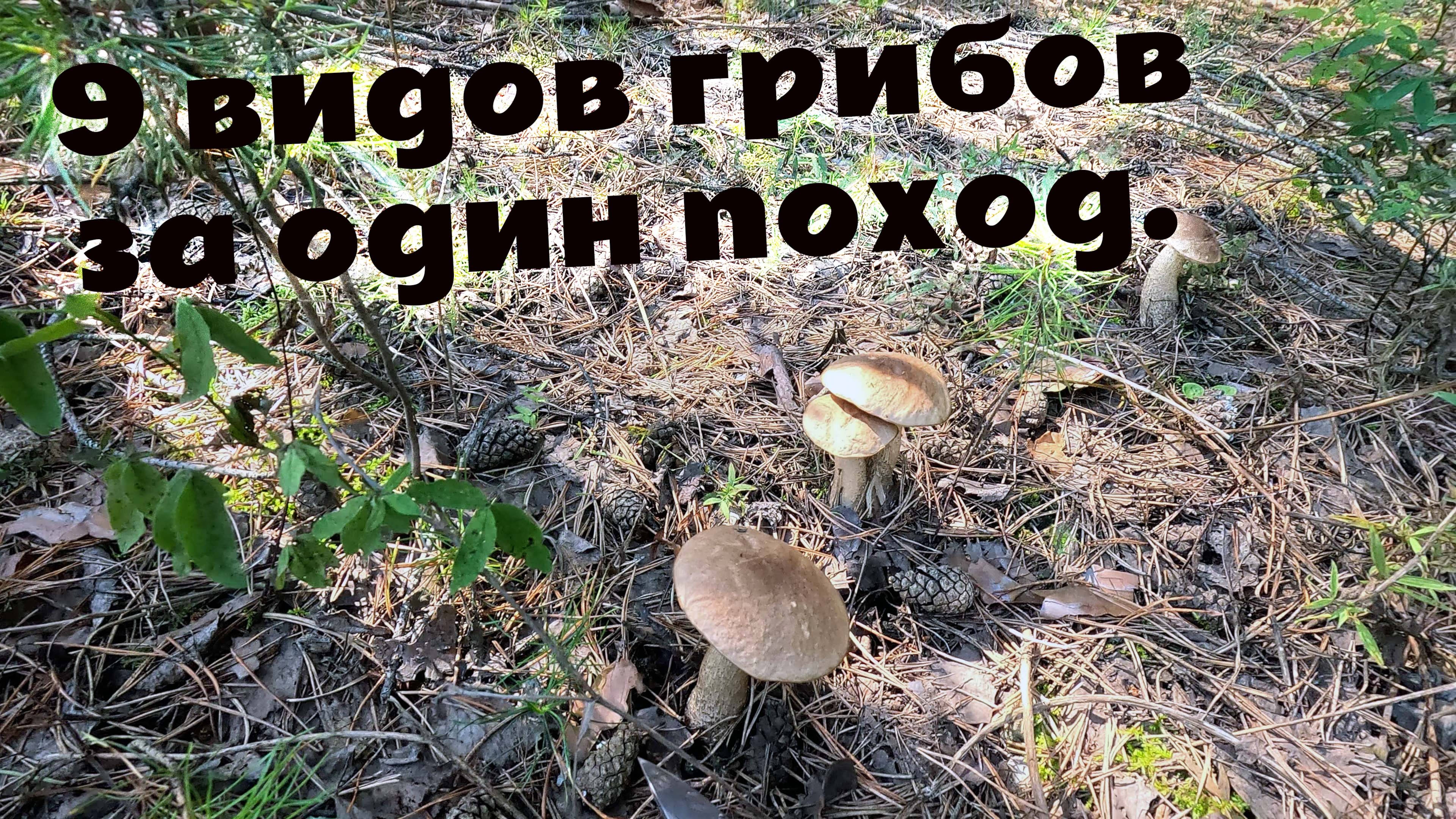 Чёрные и обычные лисички маслята рыжики волнушки белые подберёзовики и красноголовики в августе